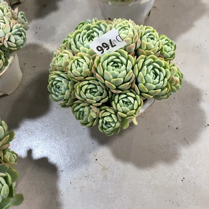 你****o766贝瑞多肉植物