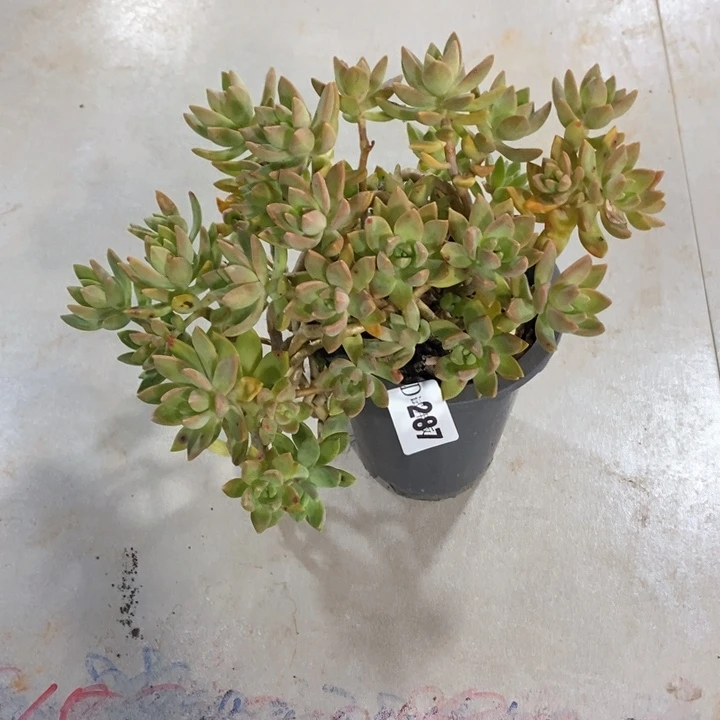 雨**虹287布丁多肉植物