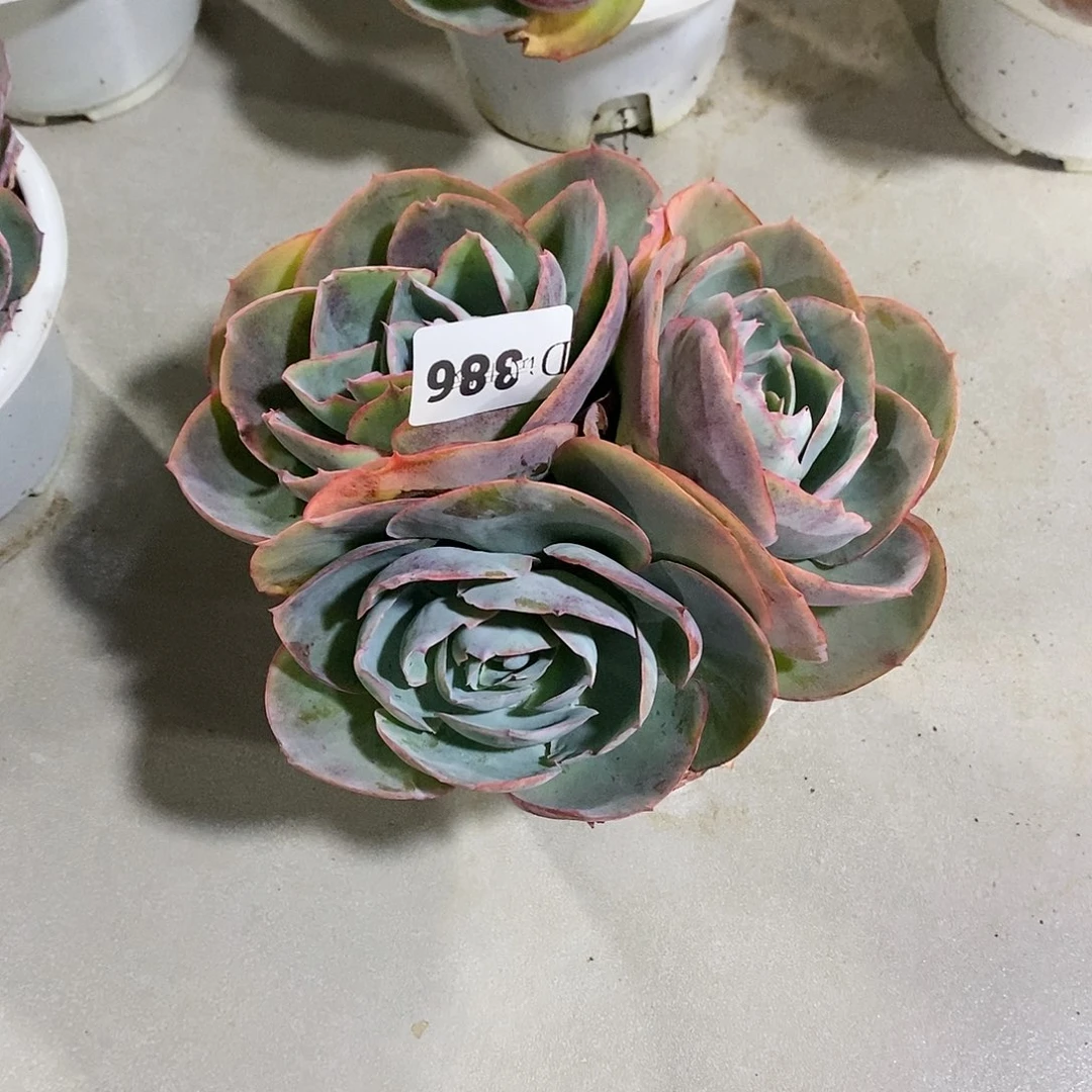 ～**～386达芬奇多肉植物