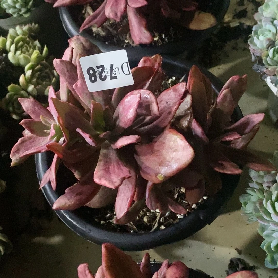 幸*728钻石锦多肉植物