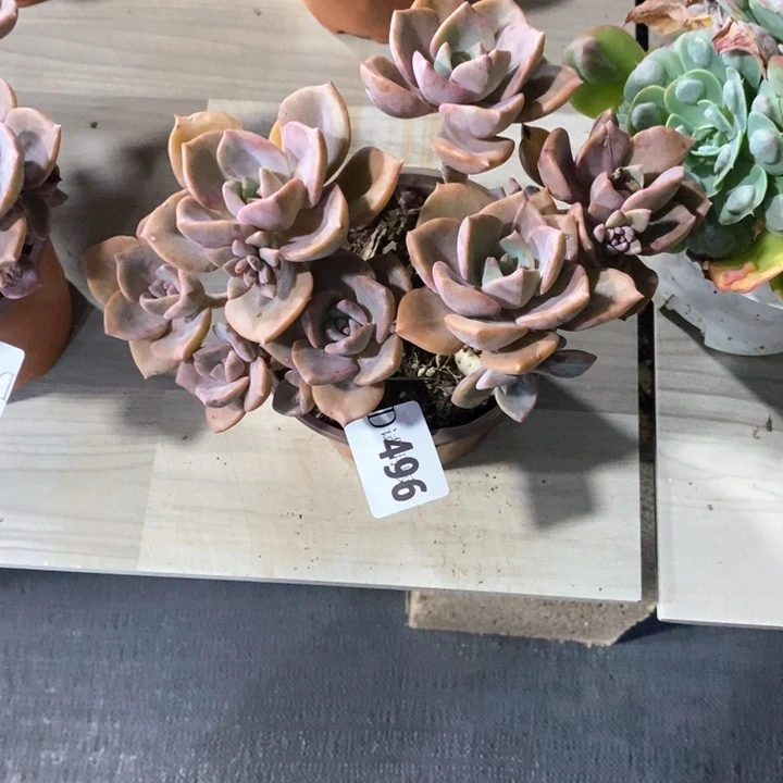 ℡**嘟496彩虹糖多肉植物