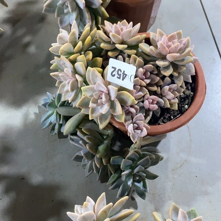 吻*452紫雾多肉植物