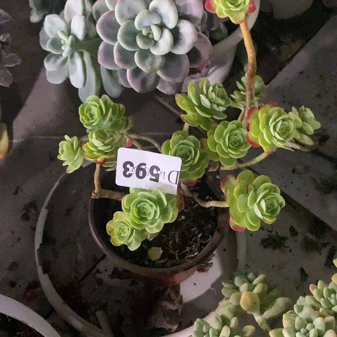 刺*593圆叶薄化妆多肉植物