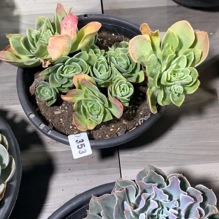 ?**✨353星娜塔多肉植物
