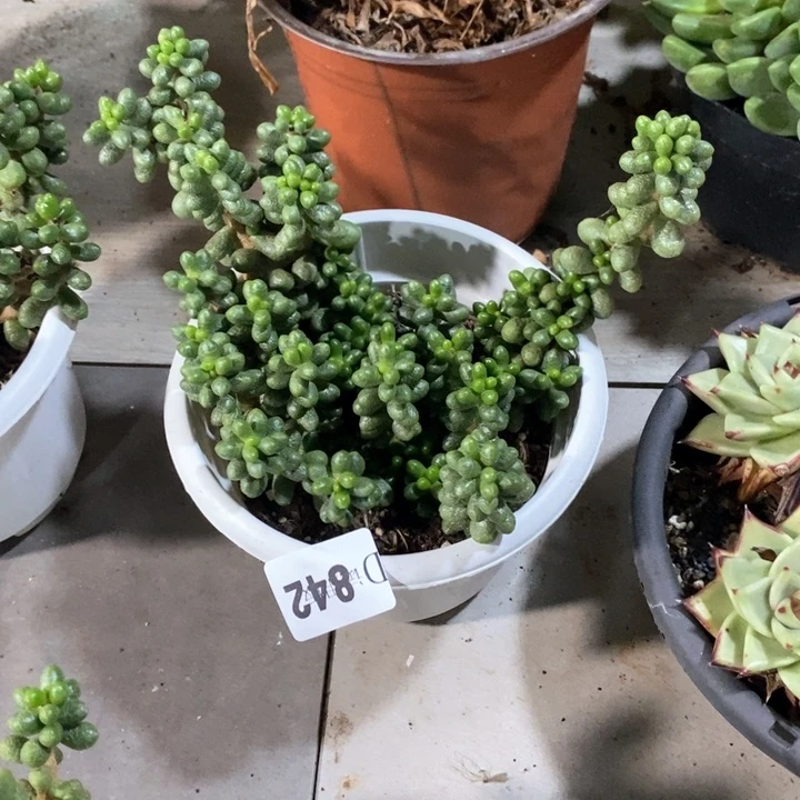 环*姐842绿龟多肉植物
