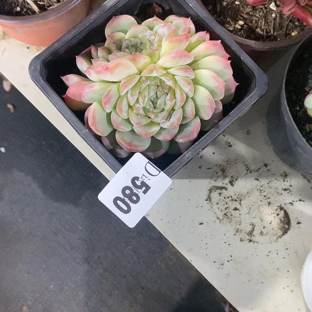 用****4580秘境多肉植物