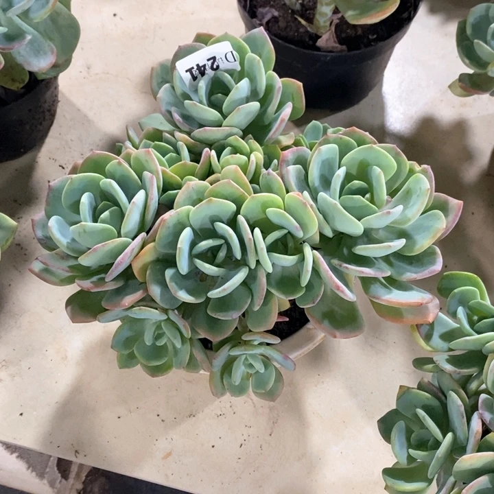 慕*241白月光多肉植物