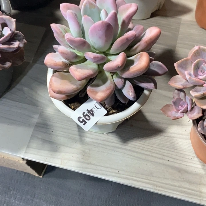 尼*斯495奥普杂多肉植物