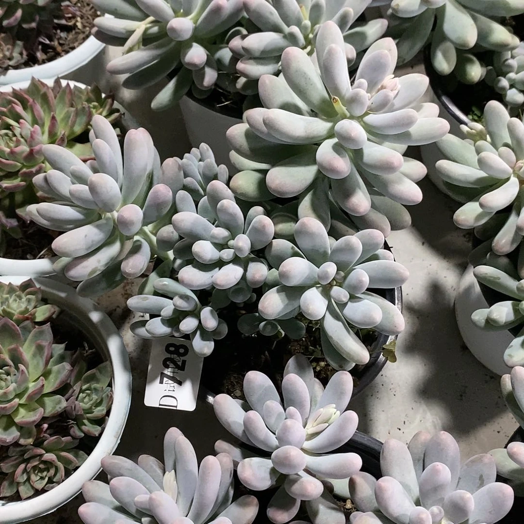 水*728汤圆多肉植物