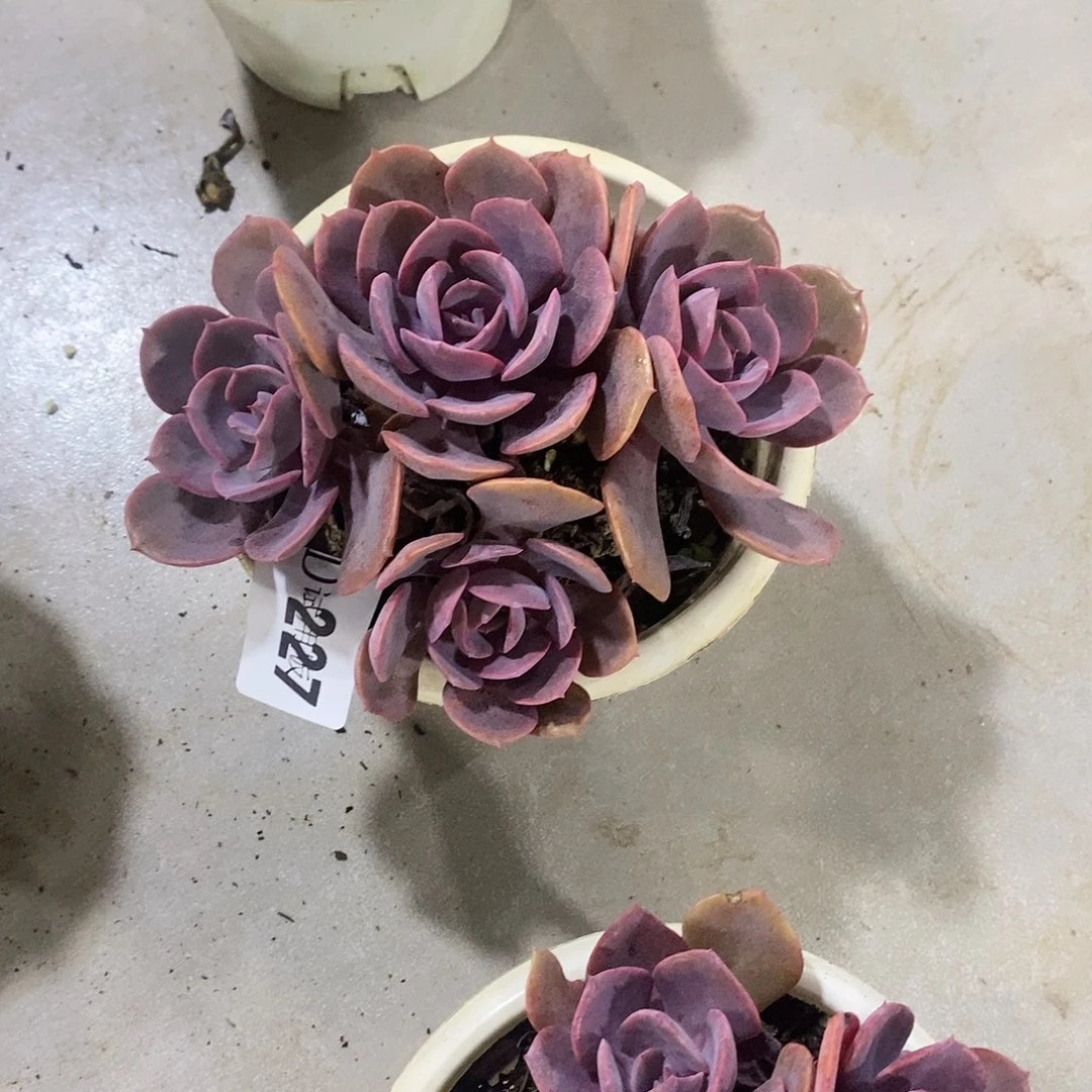 自**渡227尘埃玫瑰多肉植物