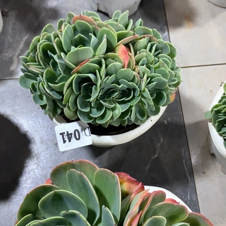叮****i041艾斯梅兰达多肉植物