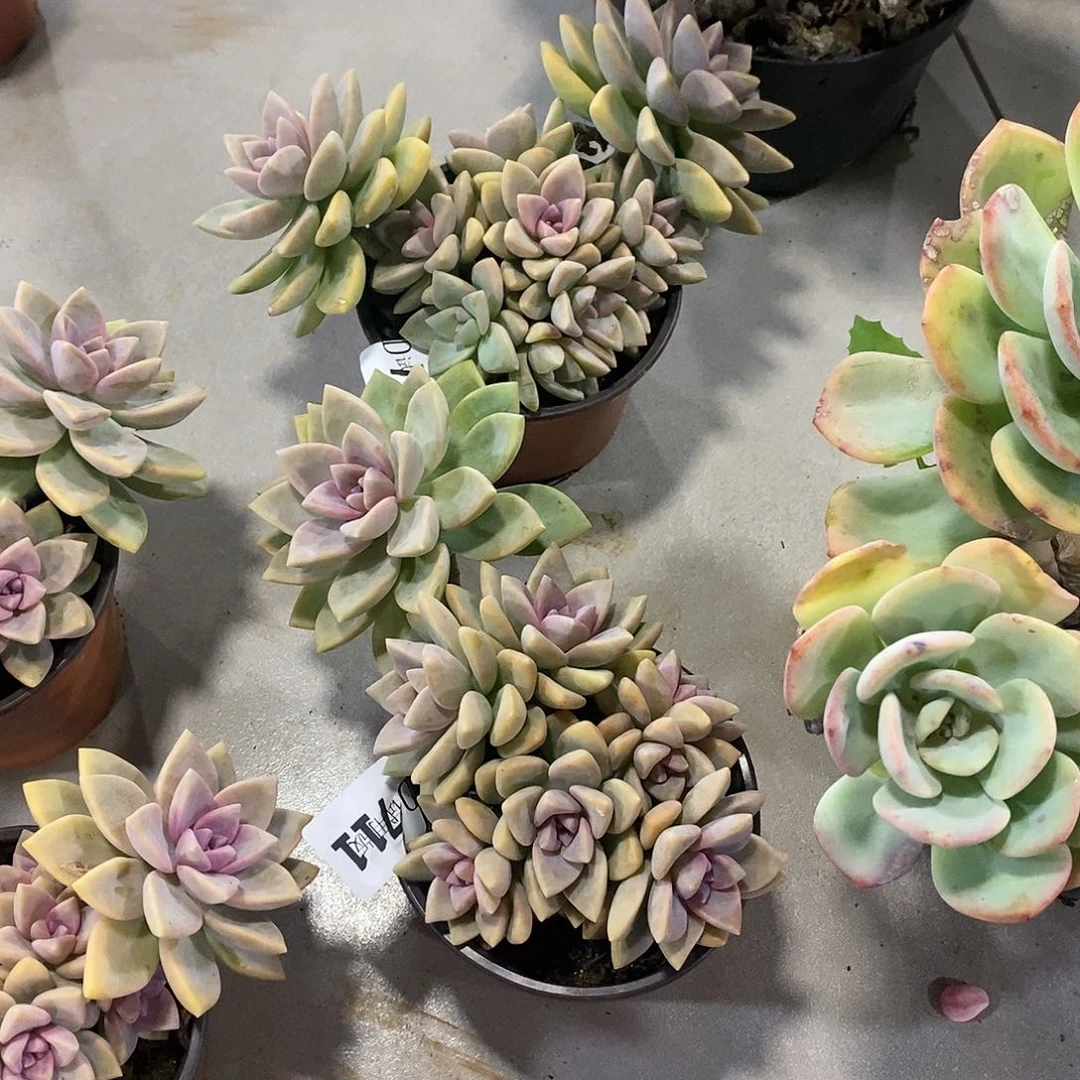 欧**苗711.712紫雾多肉植物