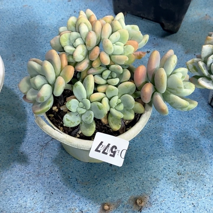 平****凌577红洛神多肉植物
