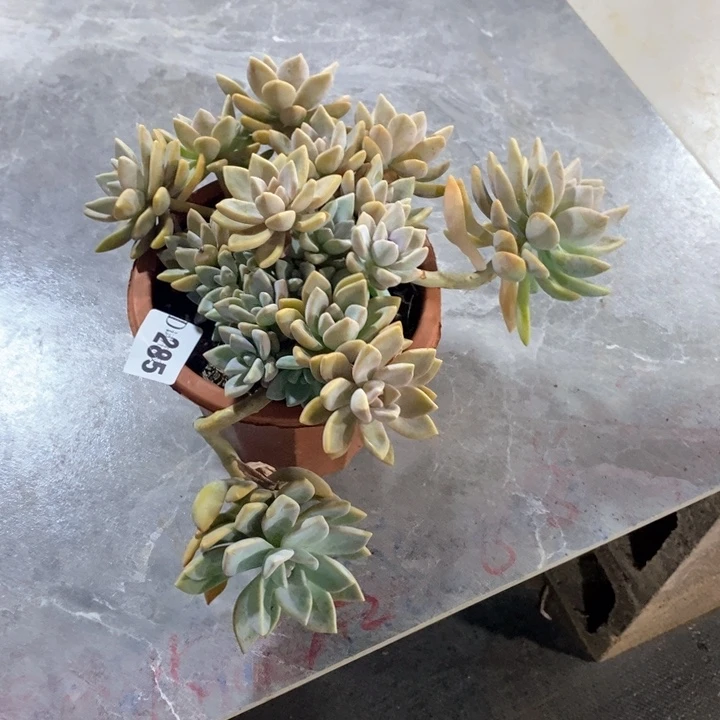 F**n285紫雾多肉植物