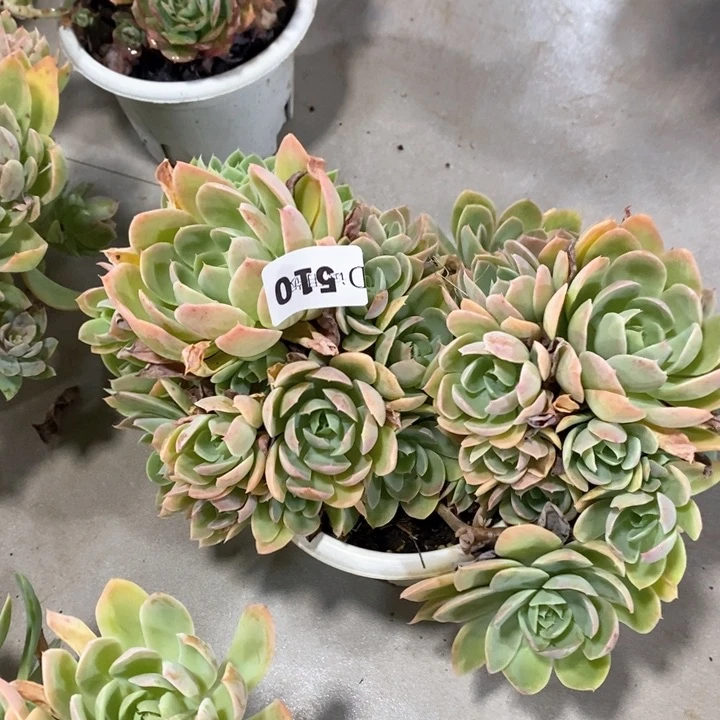 曾*?510丝绸多肉植物
