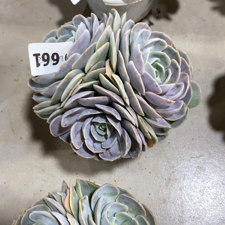 斯*?661蓝色惊喜多肉植物