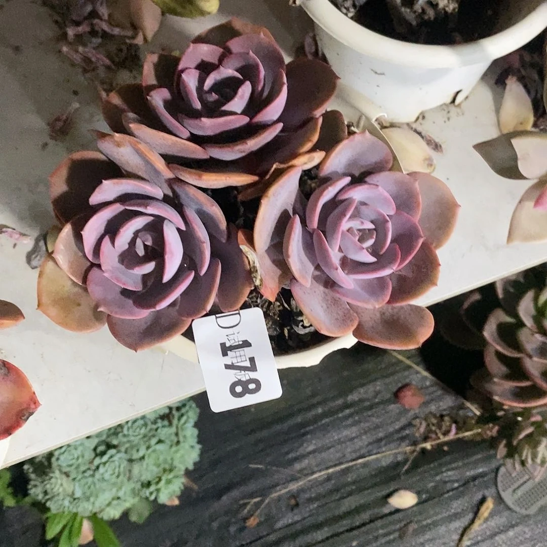 淡**茶178尘埃玫瑰多肉植物