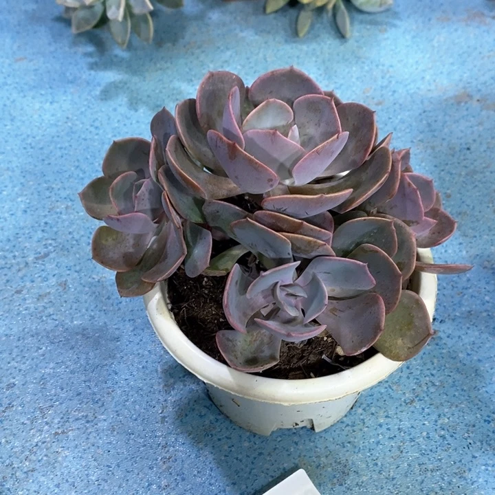 小****）996尘埃玫瑰多肉