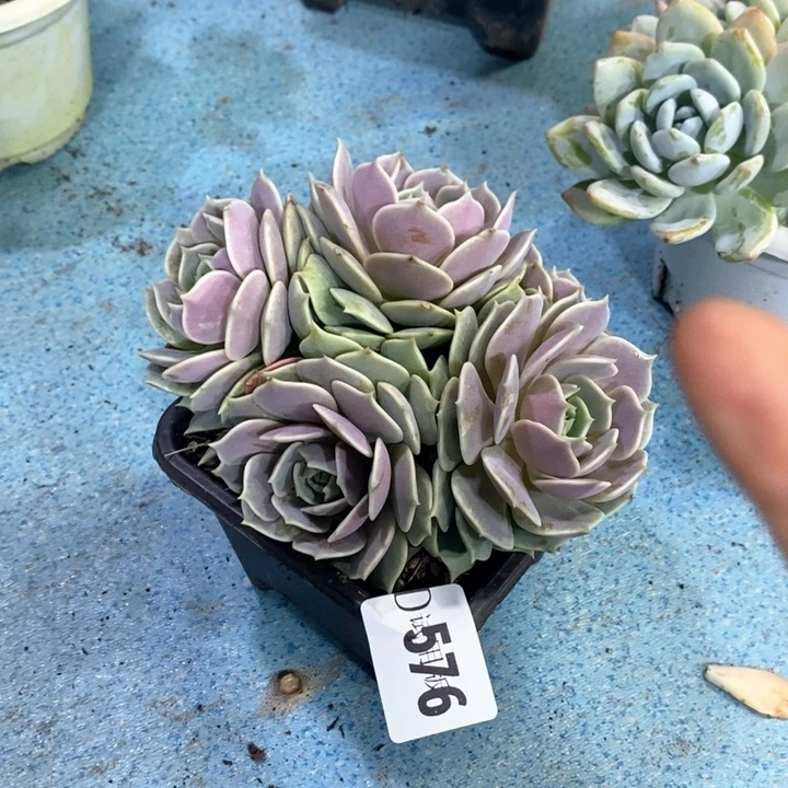 ?***乐576露娜莲多肉植物