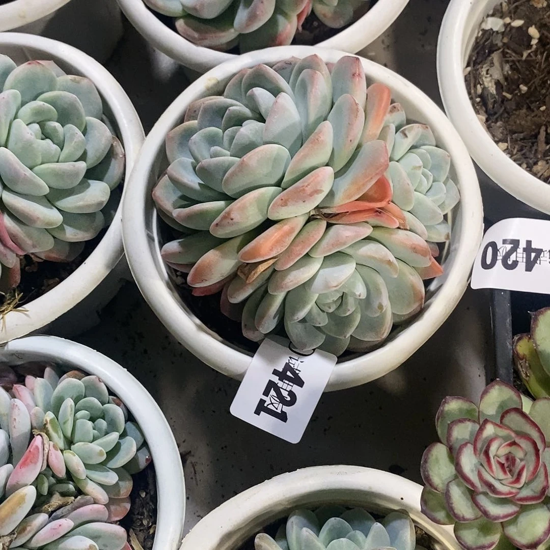 清421冰玉多肉植物