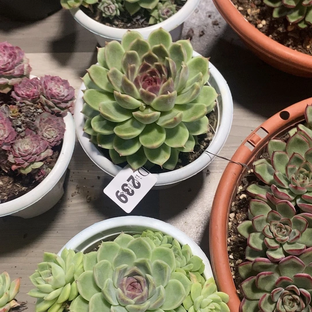 养****离239紫霞仙子多肉植物