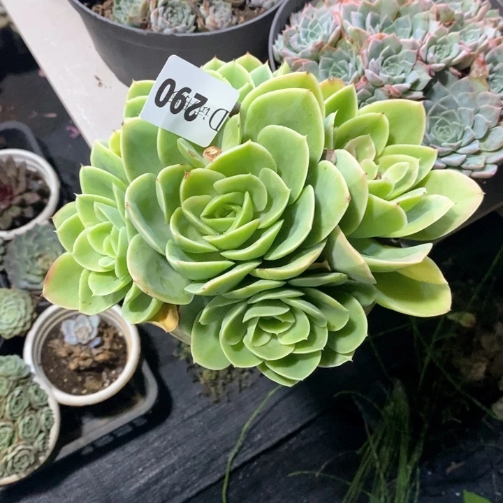 酥*290星那塔多肉植物