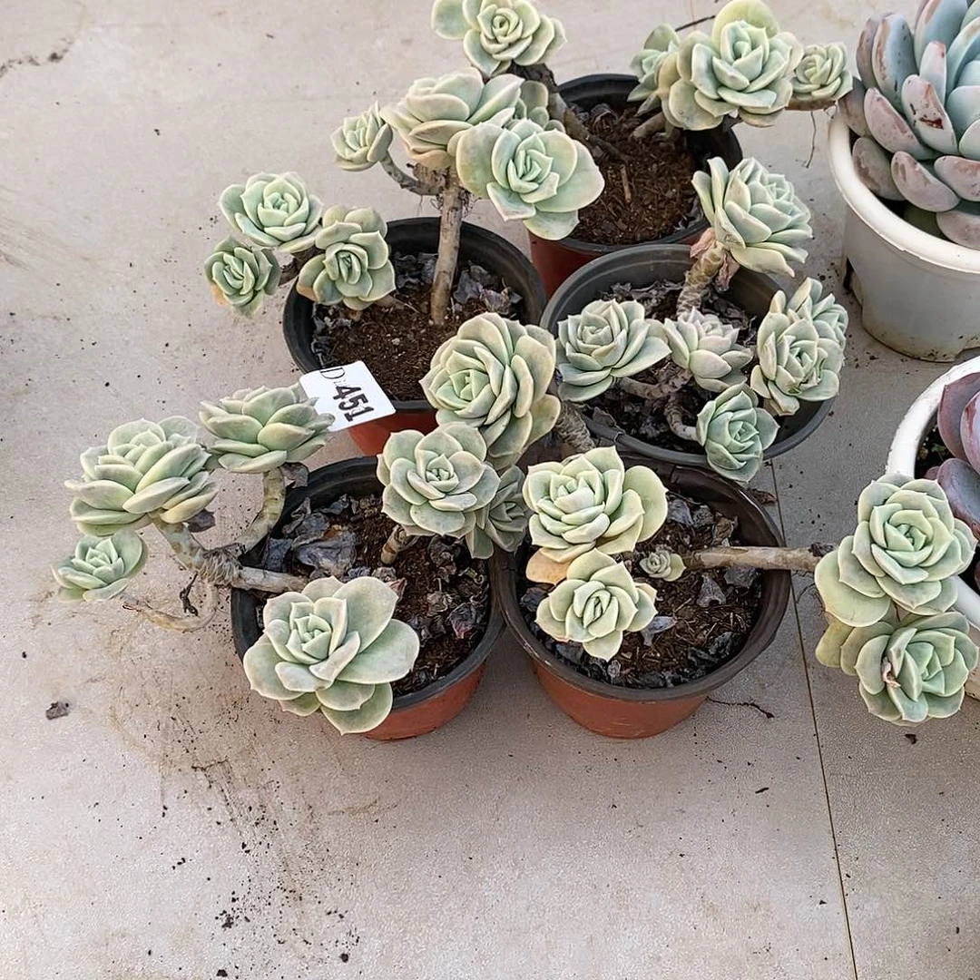 纤*451可爱玫瑰5颗多肉植物