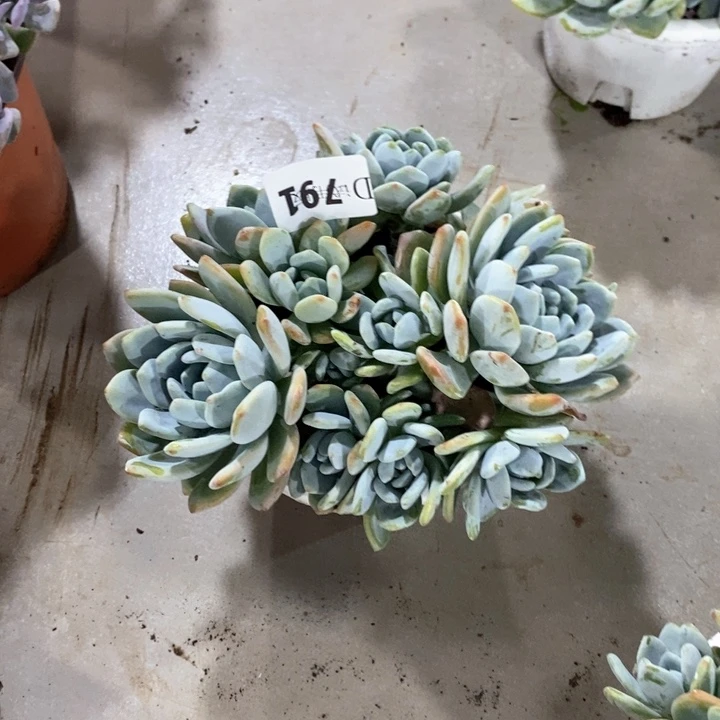 浅*~791冷香多肉植物
