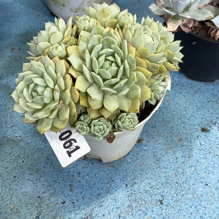 苗***妇061静夜多肉植物