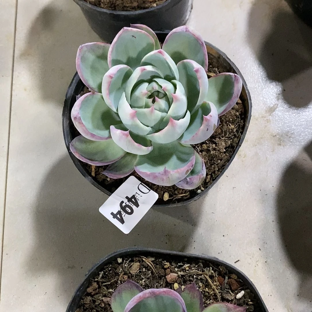 民****贝494惊鸿多肉植物