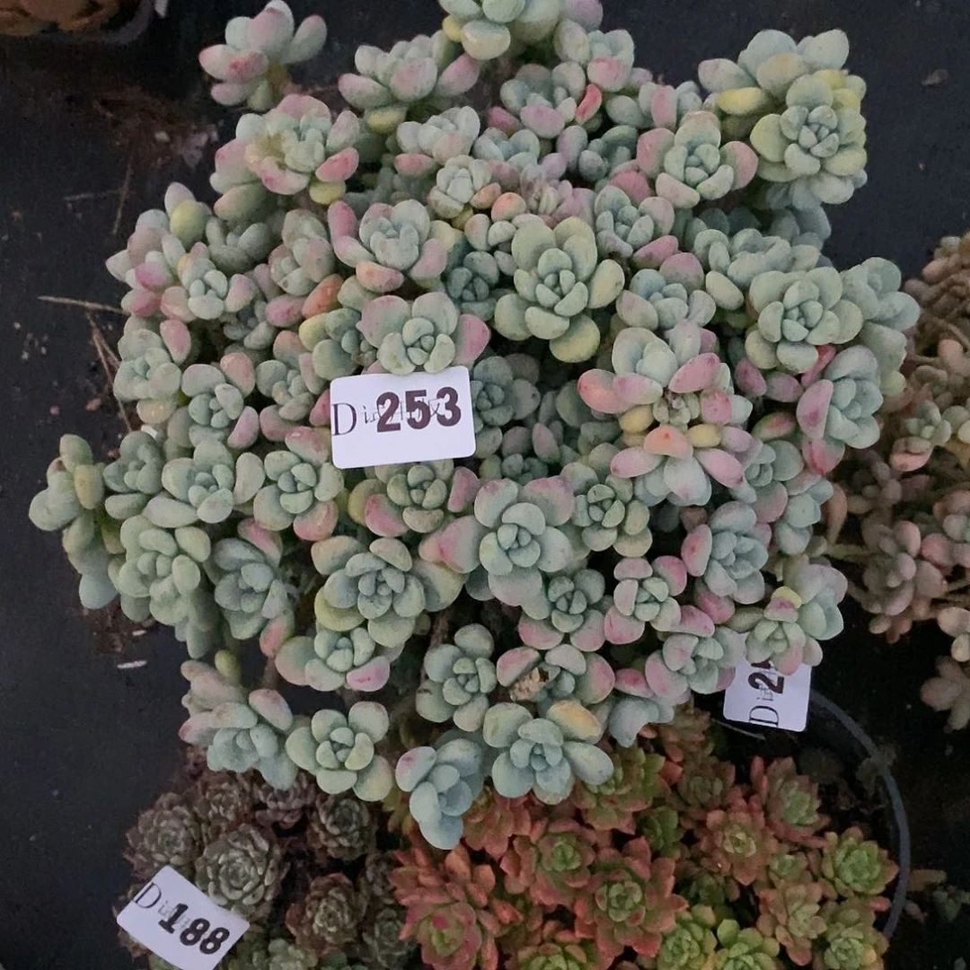 丁*妮253劳尔多肉植物