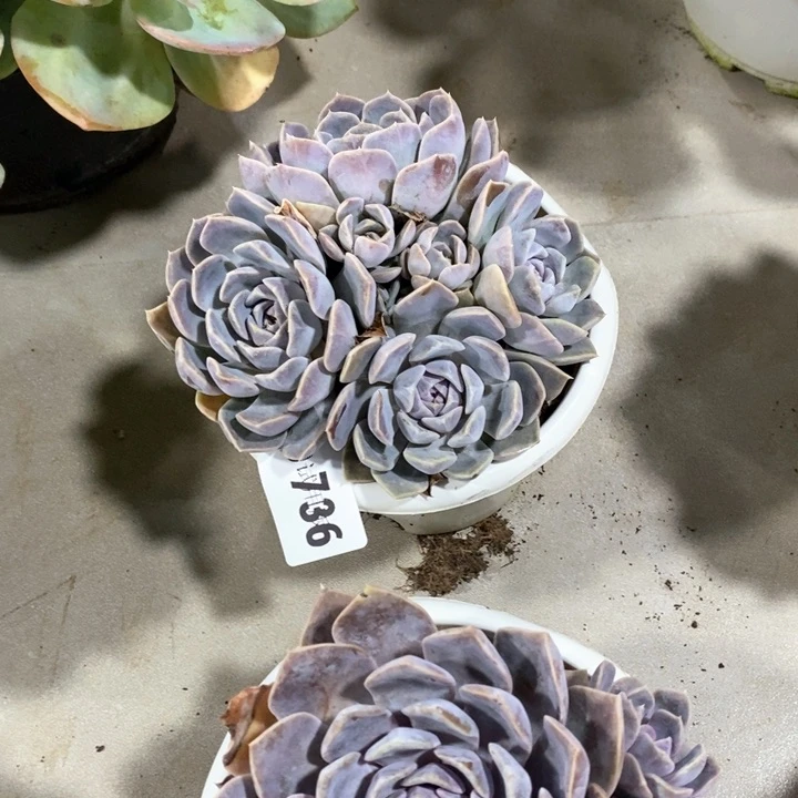 小**…736汉堡多肉植物