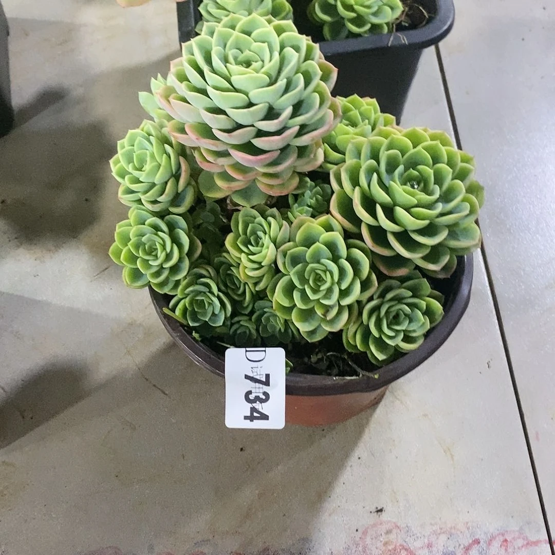 全***鲤734哈密瓜多肉植物