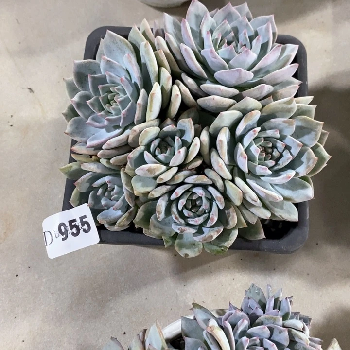 若*955粉蓝鸟多肉植物