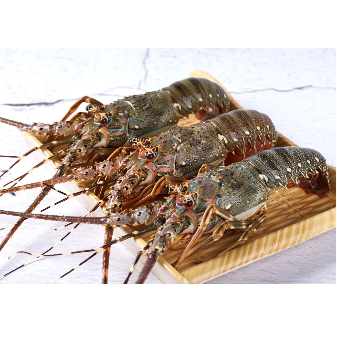龙鱼郎源头供应龙虾-活冻小青龙1-1.4规格/只（2只2.2斤/礼盒装）
