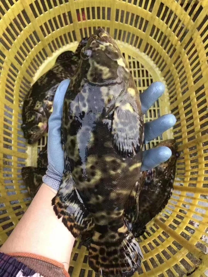 深海龙胆石斑鱼鲜活速冻【2-2.5斤/条】顺丰包邮