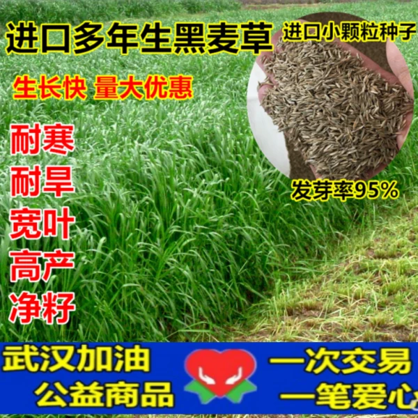 进口耐寒宽叶牧草种子多年生黑麦草种子猪牛羊鸡鸭鹅鱼四季草种籽