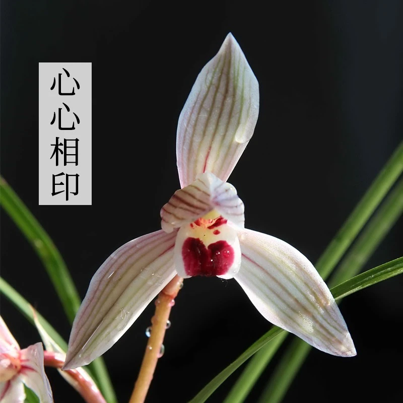 兰花苗莲瓣兰铭品心心相印带花苞浓香阳台窗台绿植花卉名贵兰花苗