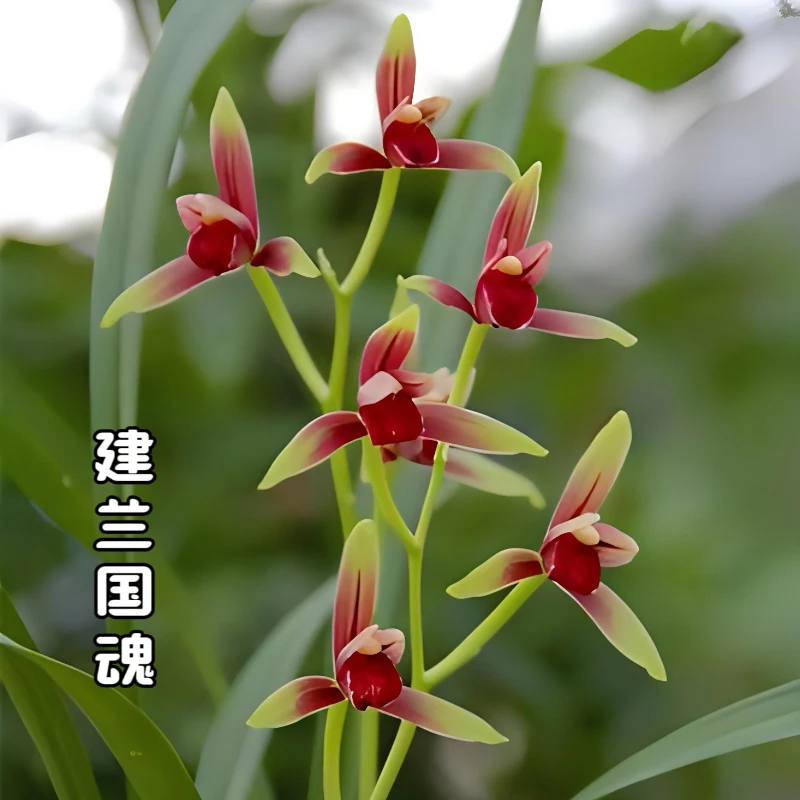 正宗老种四季建兰大国魂精品兰花苗浓香型办公室阳台窗台绿植花卉