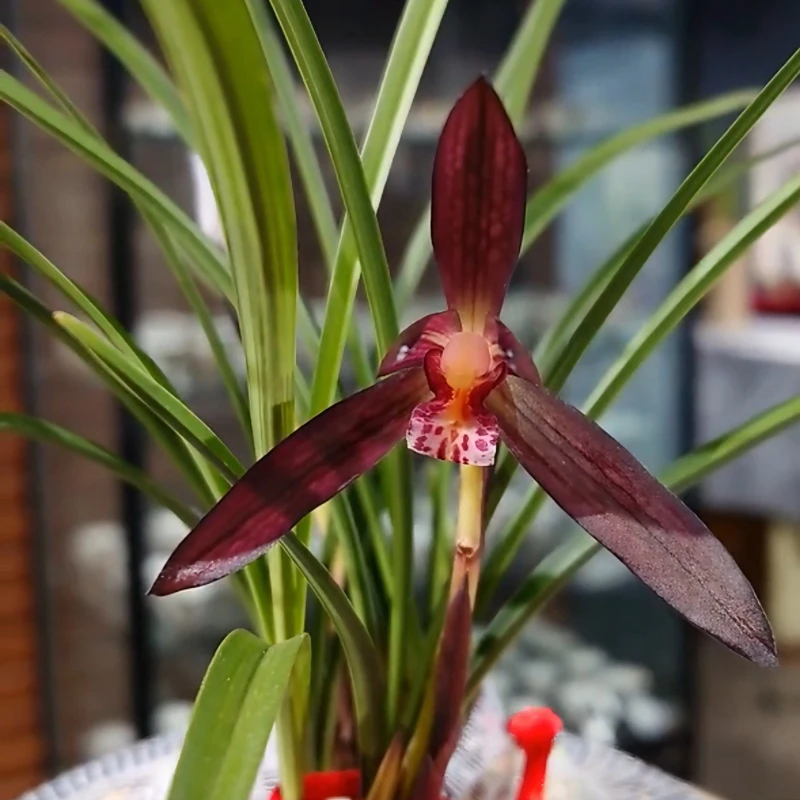 春兰娄山红带花苞发货兰花使用花卉透气植物办公室名贵裸根兰花苗