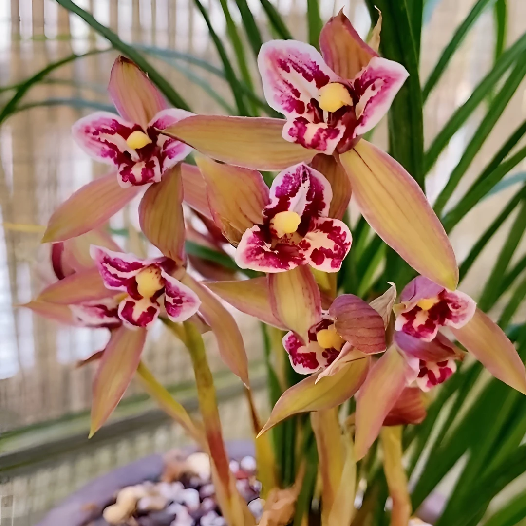 正宗兰花春剑蕊蝶王带花苞名贵浓香兰花盆栽阳台窗台客厅产地直发