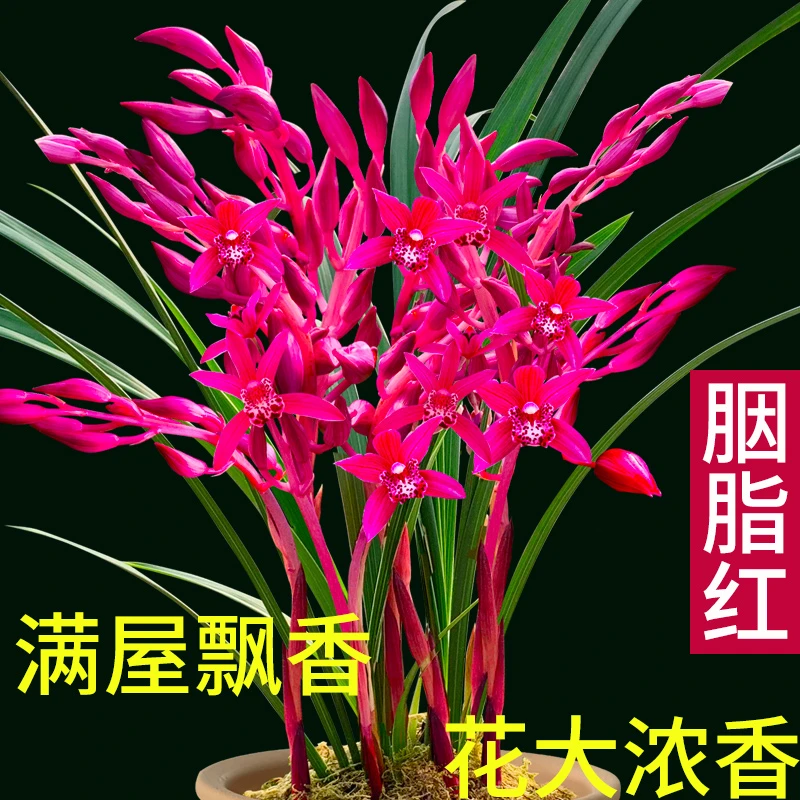 正宗飘香兰花植物室内四季建兰胭脂红裸根发货阳台花卉产地直发