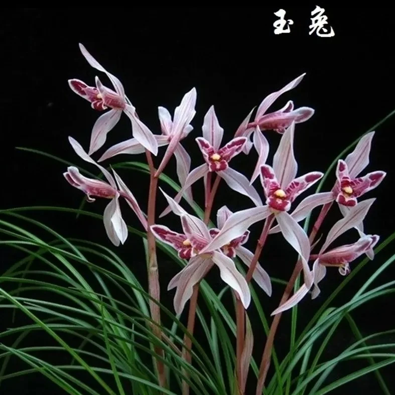 莲瓣兰玉兔带花苞发货浓香阳台办公室窗台客厅绿植花卉名贵兰花苗
