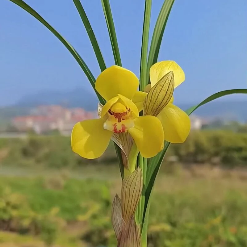 兰花春兰富贵之光带花苞阳台窗台客厅书房卧室客厅绿植盆栽兰花苗