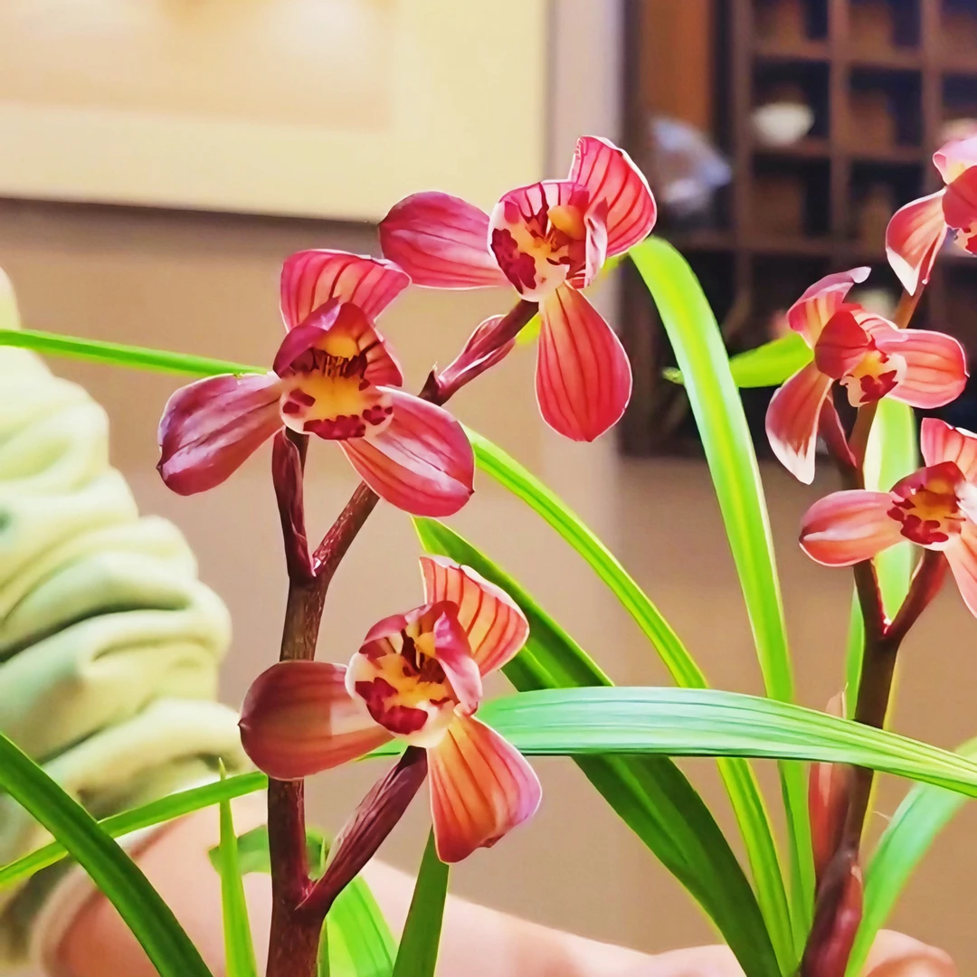 春剑红荷王带花苞发货花卉名贵阳台窗台客厅兰花苗贵品种产地直发