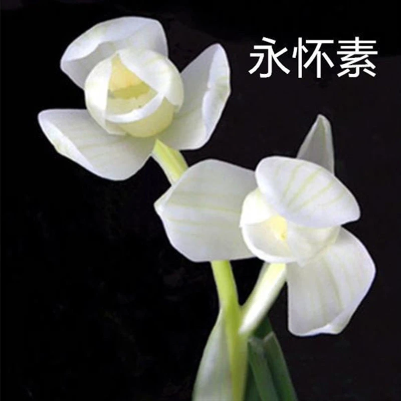 带花苞发货莲瓣兰永怀素兰花苗浓香浓香花卉绿植好养使用裸根发货