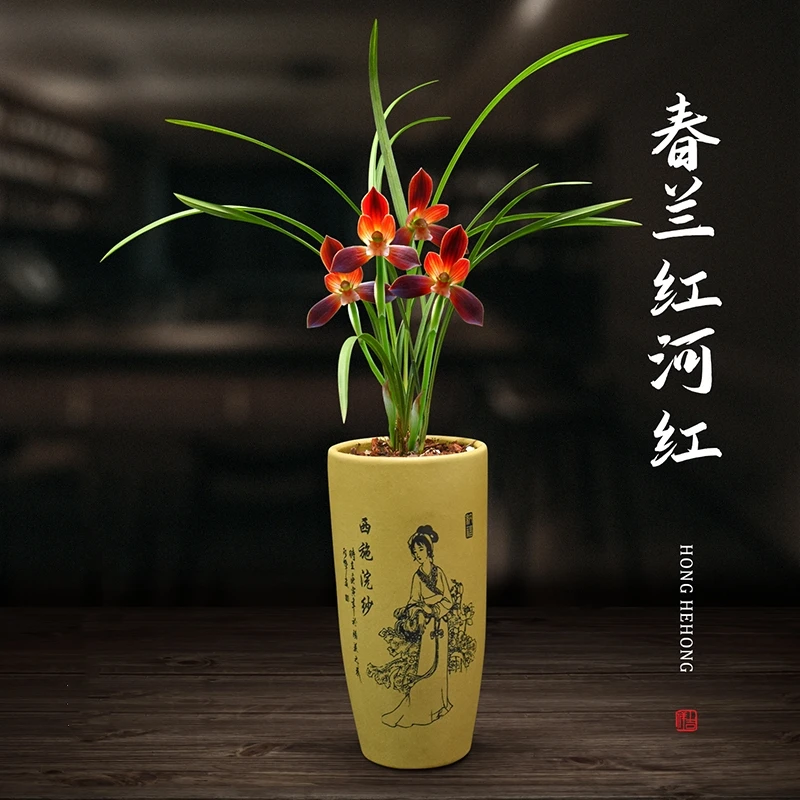 带花苞发货春兰红河红兰花浓香型绿植花卉浓香好养阳台名贵兰花苗