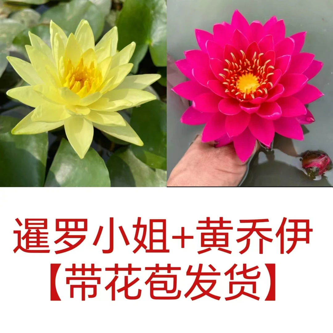 【暹罗小姐+黄乔伊】睡莲精品大型耐寒水池塘带花苞盆栽根块茎培