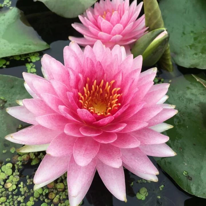 精品耐寒睡莲马哈颂巴家里土美观开花种植生长