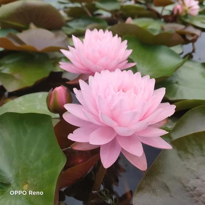 超新品睡莲重瓣花量多水生植物家里土美观开花种植生长